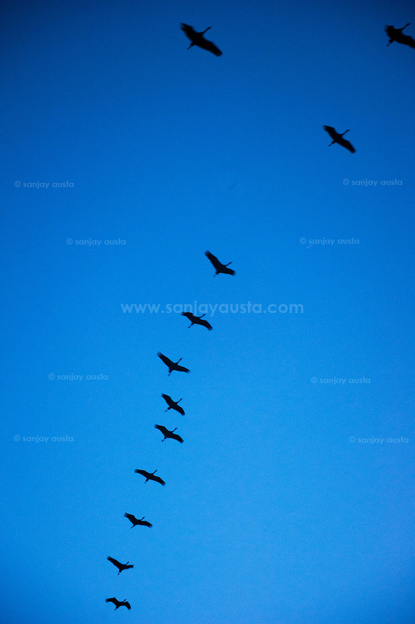  (sanjay austa sanjayausta@gmail.)