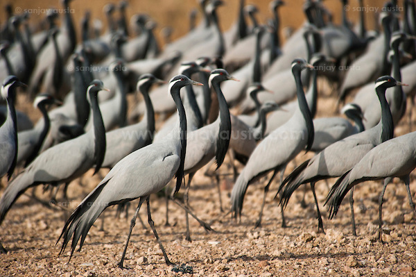  (sanjay austa sanjayausta@gmail.)