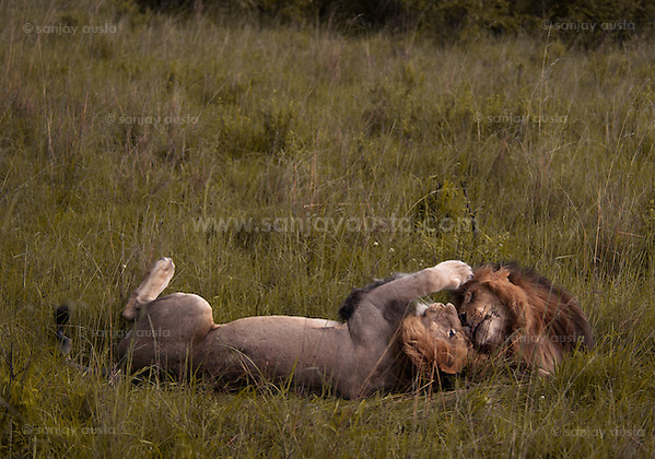  (sanjay austa sanjayausta@gmail.)