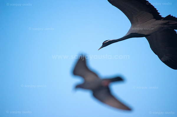  (sanjay austa sanjayausta@gmail.)