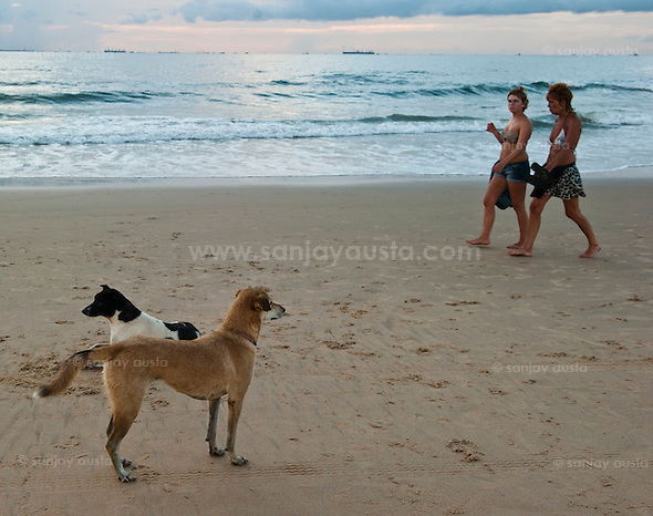 Dogs and tourists on a Goa beach, India (Sanjay_Austa)
