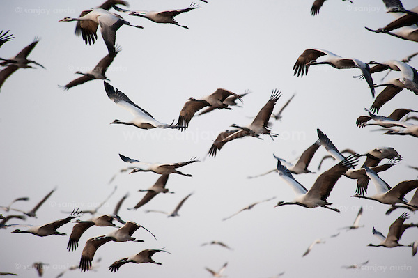  (sanjay austa sanjayausta@gmail.)