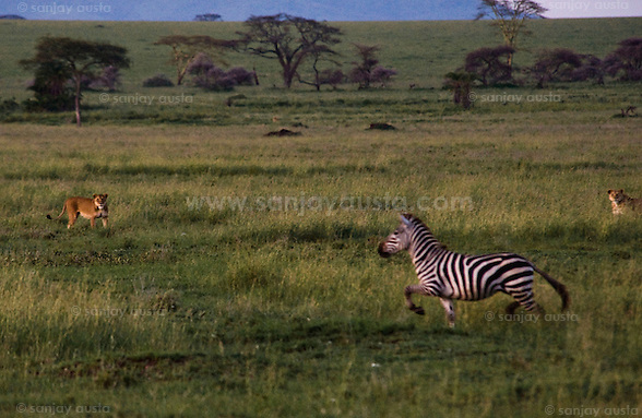 Having outrun the lioness the other lions give up and rise up from their hiding positions watching the zebra gallop by. (sanjay austa austa)