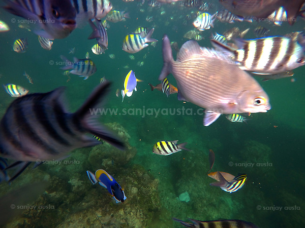 DCIM@GOPROGOPR0850. (sanjay austa austa)